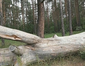 lily/videos/moLqr4gO3gVa70o6aISxHRKahw1jjnB2